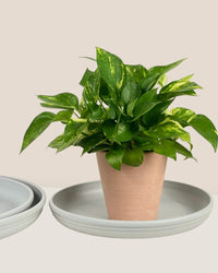 Plant Trays (Off-White) - Tray -  Tumbleweed Plants