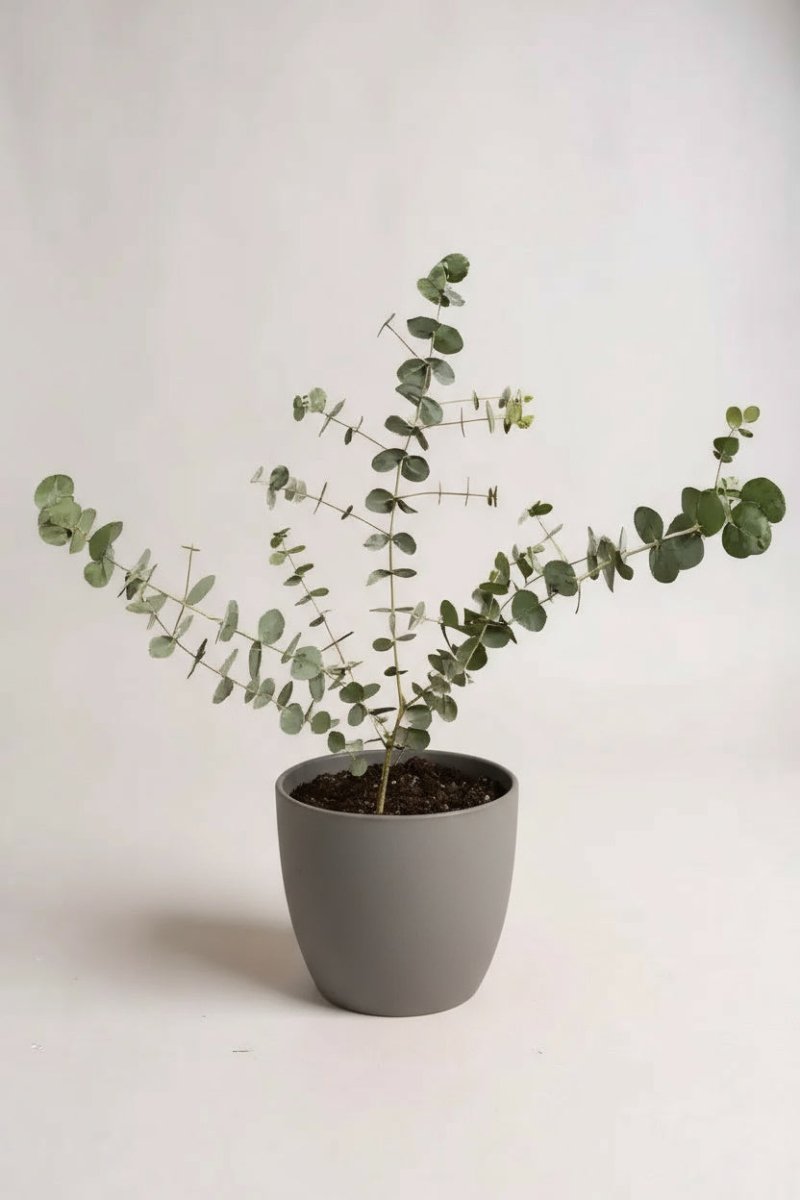 Australian Eucalyptus - Potted plant - POTT - AUST - GRW - 6353 - Tumbleweed Plants - Online Plant Delivery Singapore