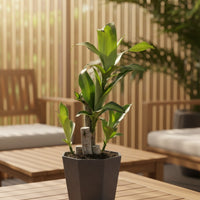 Dracaena Fragrans (Iron Tree) - 0.4m