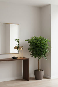 China Doll Tree XL (1.5m) - Potted plant - POTT - CHIN - GRW - 7474 - Tumbleweed Plants - Online Plant Delivery Singapore