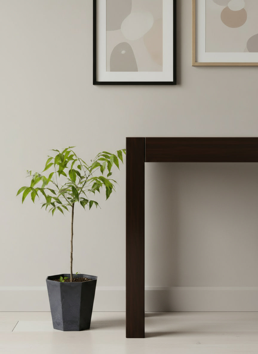 Neem Tree Plant - Potted plant -  Tumbleweed Plants