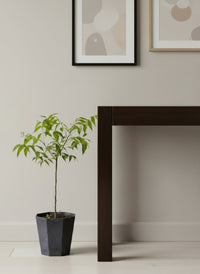 Neem Tree Plant - Potted plant -  Tumbleweed Plants