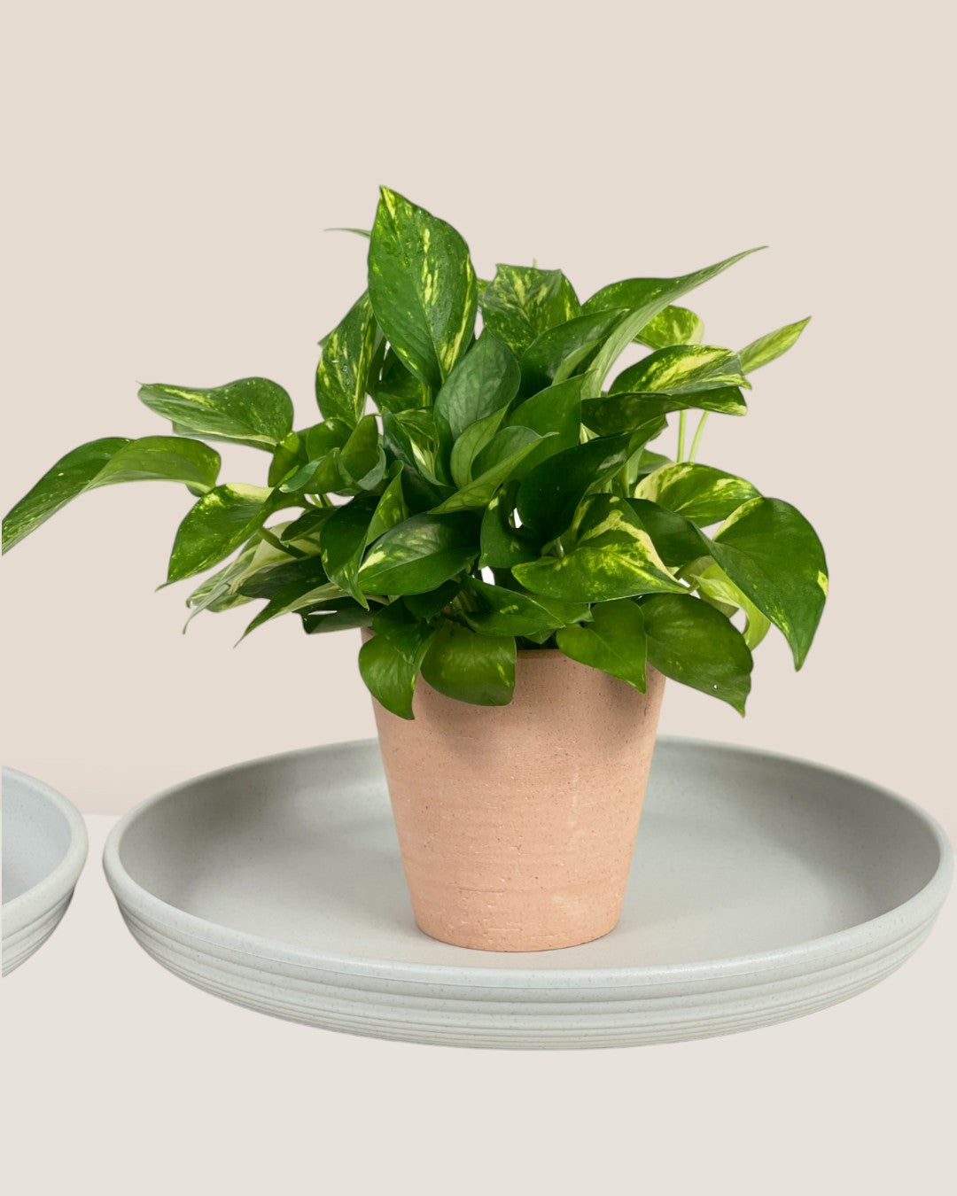 Plant Trays (Off-White) - Tray -  Tumbleweed Plants