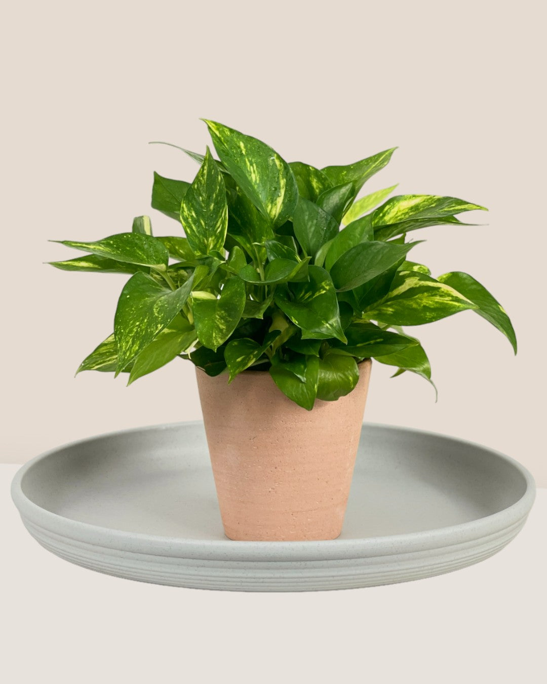 Plant Trays (Off-White) - Tray -  Tumbleweed Plants