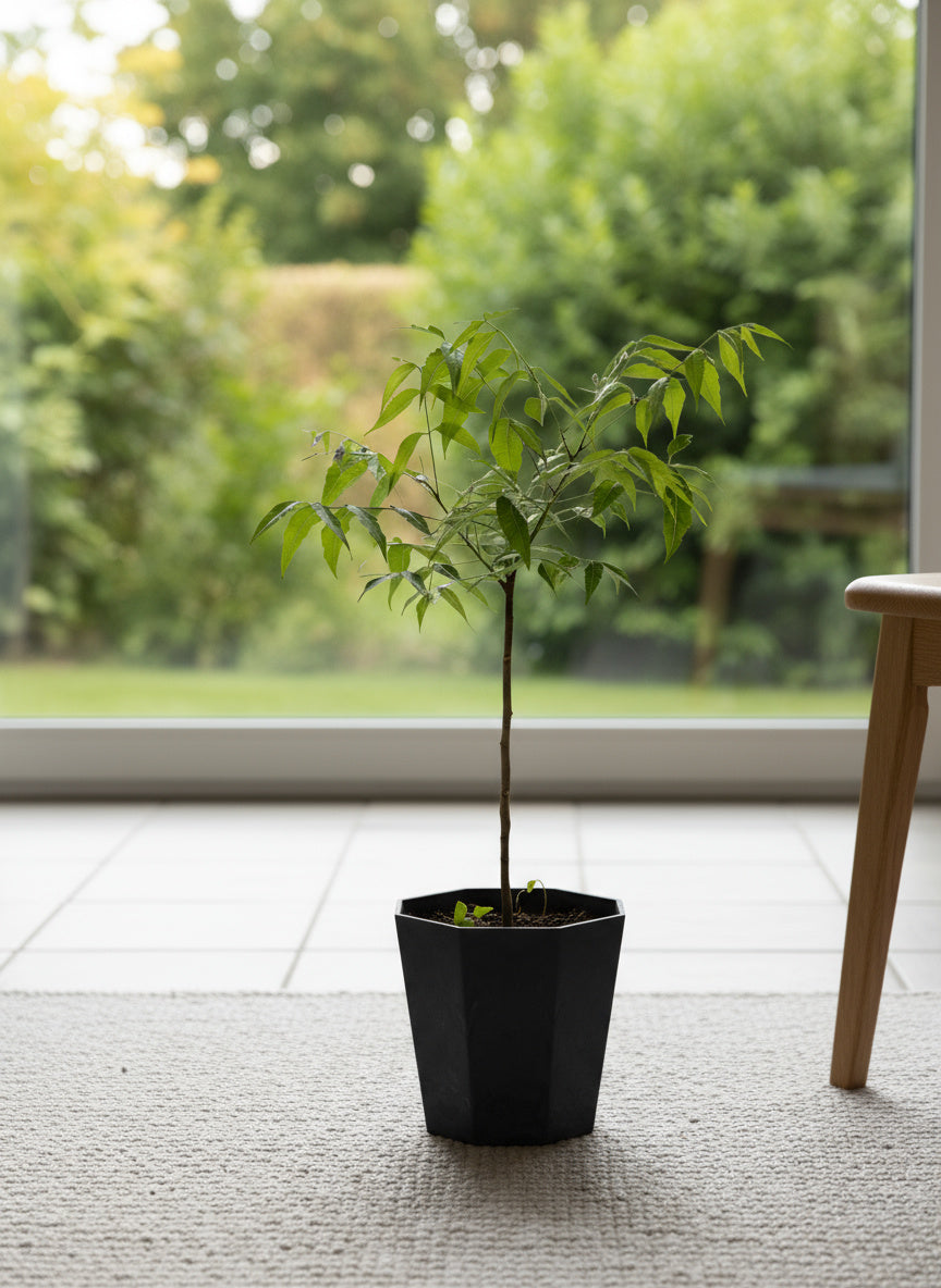 Neem Tree Plant - Potted plant -  Tumbleweed Plants