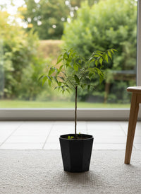 Neem Tree Plant - Potted plant -  Tumbleweed Plants