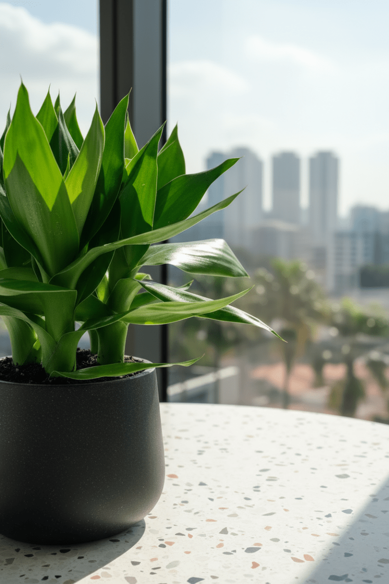 Dracaena Fortune Lotus Bamboo Plant - Potted plant - POTT-FORT-GRW-5731 - Tumbleweed Plants - Online Plant Delivery Singapore