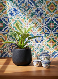 Philodendron Birkin - Potted plant -  Tumbleweed Plants