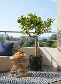 Junior Lemon Tree - Potted plant -  Tumbleweed Plants