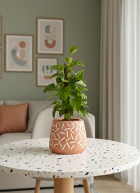 Epipremnum Money Plant (0.3m) - Potted plant -  Tumbleweed Plants