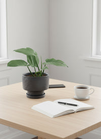 Silver Sword Plant (0.2m)