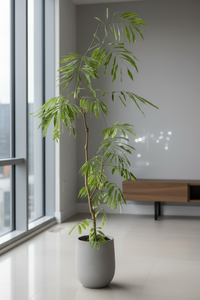 Everfresh Tree (Japan) 0.9-1.3m - Potted plant -  Tumbleweed Plants
