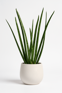 African Spear Plant - Potted plant -  Tumbleweed Plants