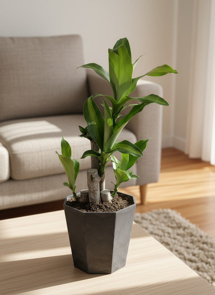 Dracaena Fragrans (Iron Tree) - 0.4m - Potted plant -  Tumbleweed Plants
