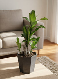 Dracaena Fragrans (Iron Tree) - 0.4m - Potted plant -  Tumbleweed Plants