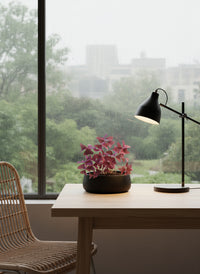 Oxalis Triangularis Purple Shamrocks