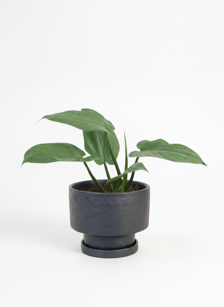 Silver Sword Plant (0.2m)