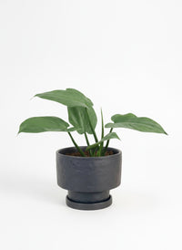 Silver Sword Plant (0.2m)