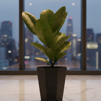 Ficus Elastica Shivereana