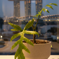 Alocasia Brancifolia