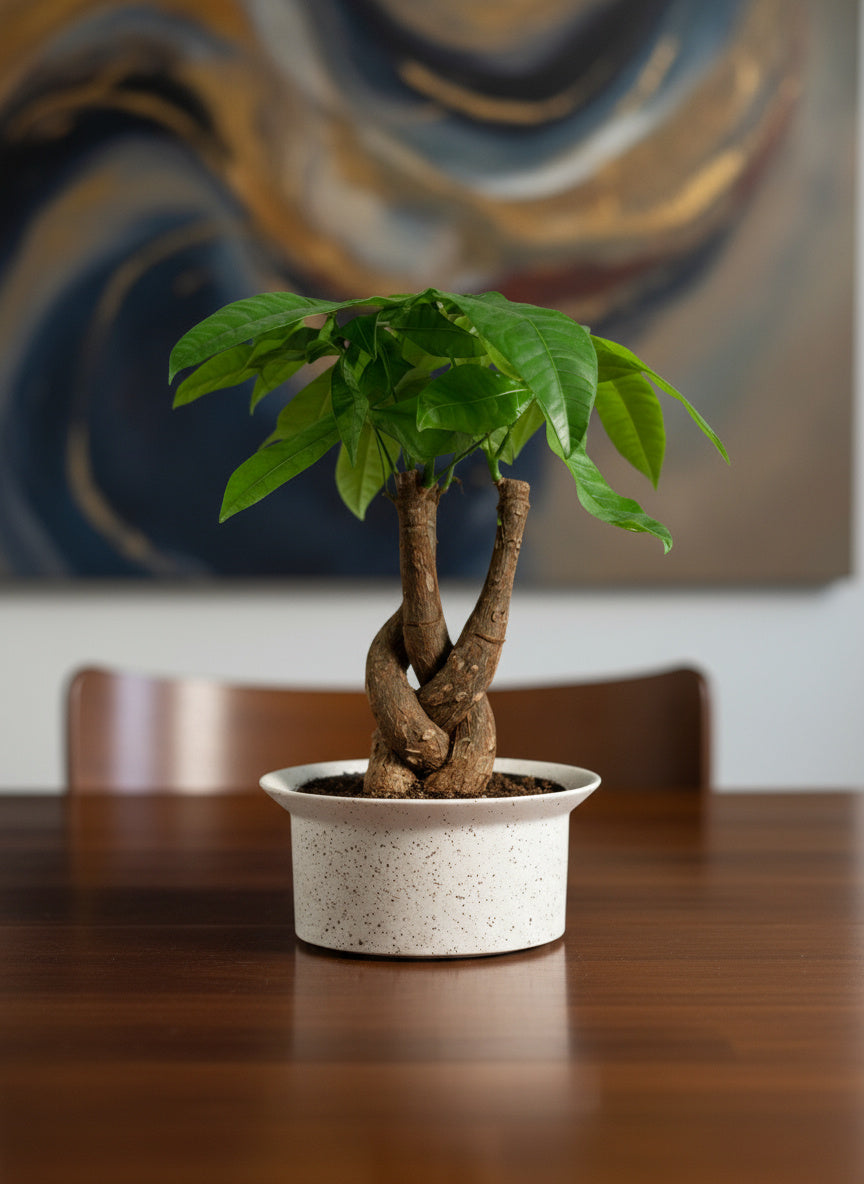 dwarf money tree Money Tree Fat Luck (Pachira) - Small & Sturdy