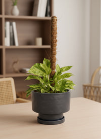 Marble Queen Plant 0.3m