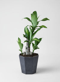 Dracaena Fragrans (Iron Tree) - 0.4m - Potted plant -  Tumbleweed Plants