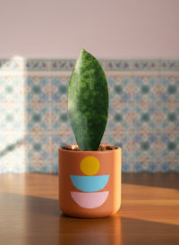 Junior Whale Fin Sansevieria Plant - Potted plant -  Tumbleweed Plants