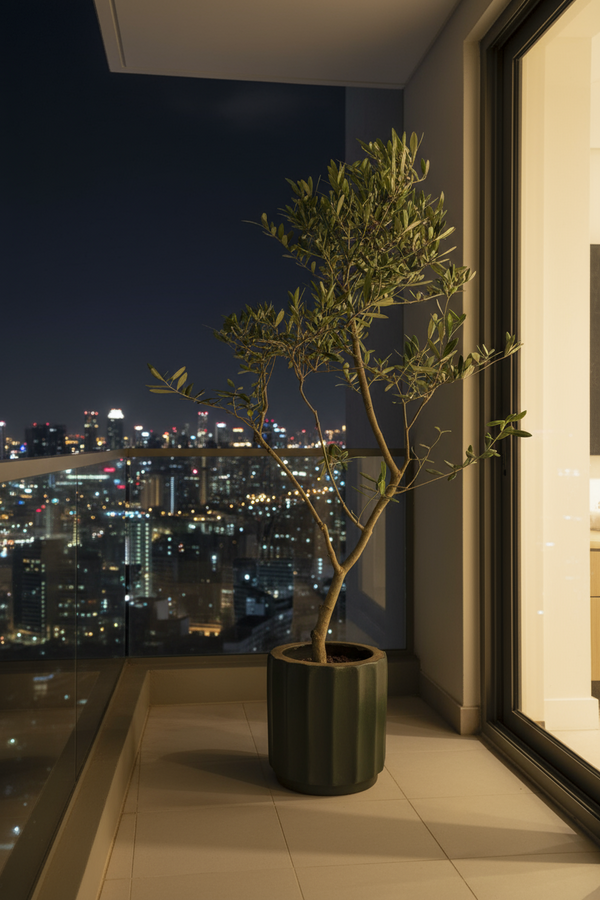 Olive Tree Tall - Japan - Potted plant -  Tumbleweed Plants