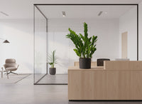 ZZ Plant - XL - Potted plant -  Tumbleweed Plants