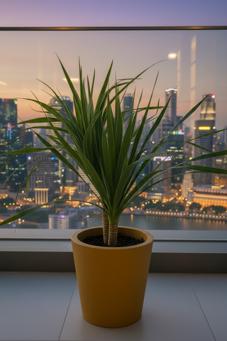 Dracena Dragon Tree (Single)