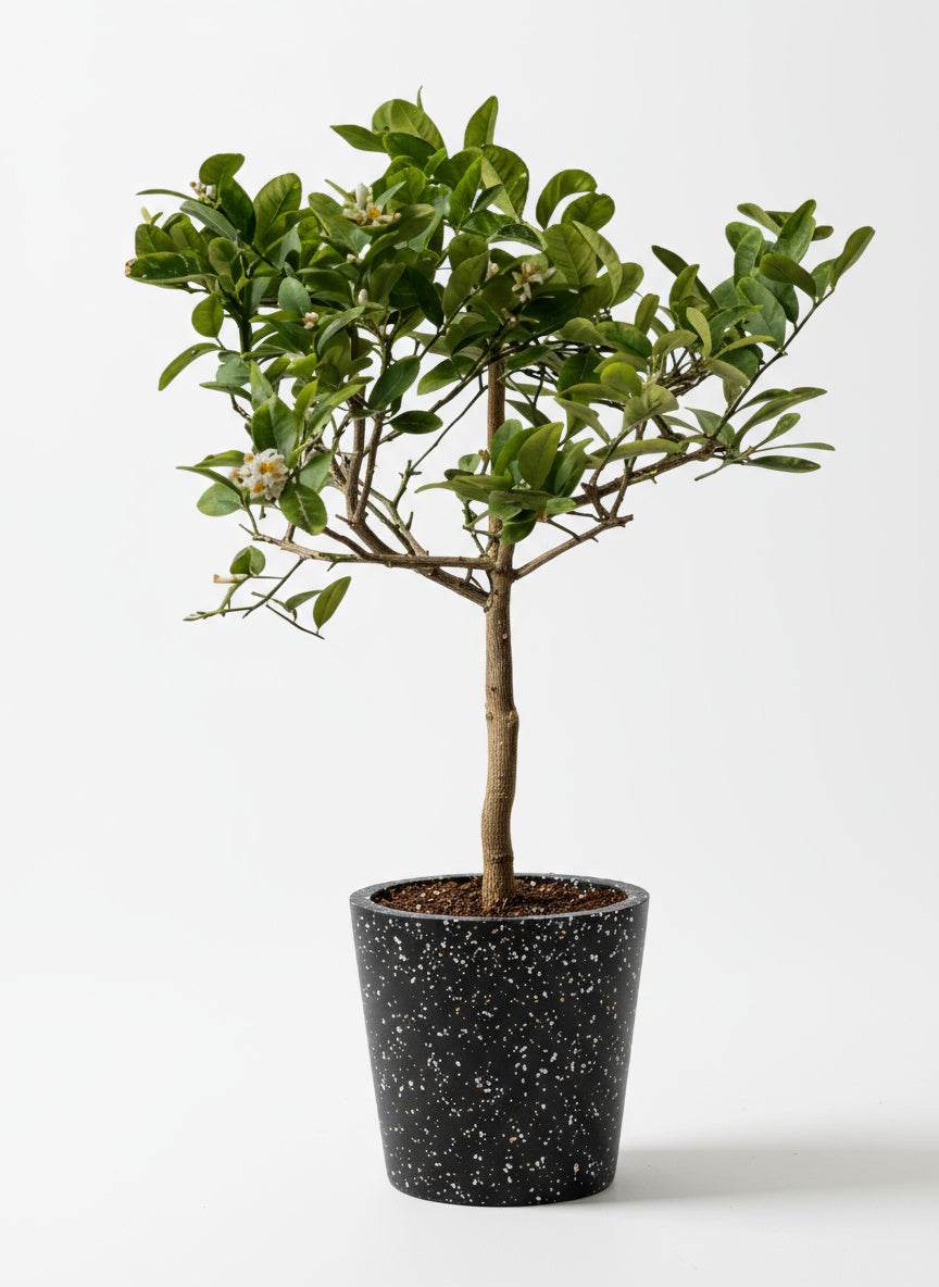 Junior Lemon Tree - Potted plant -  Tumbleweed Plants