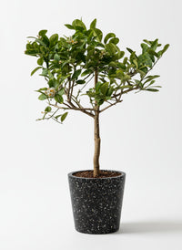 Junior Lemon Tree - Potted plant -  Tumbleweed Plants