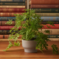 Mosquito Plant - Pelargonium Citrosum