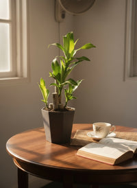 Dracaena Fragrans (Iron Tree) - 0.4m - Potted plant -  Tumbleweed Plants