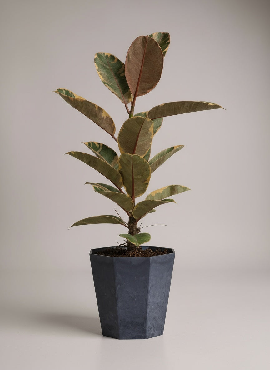 Ficus Elastica Ruby - Potted plant -  Tumbleweed Plants