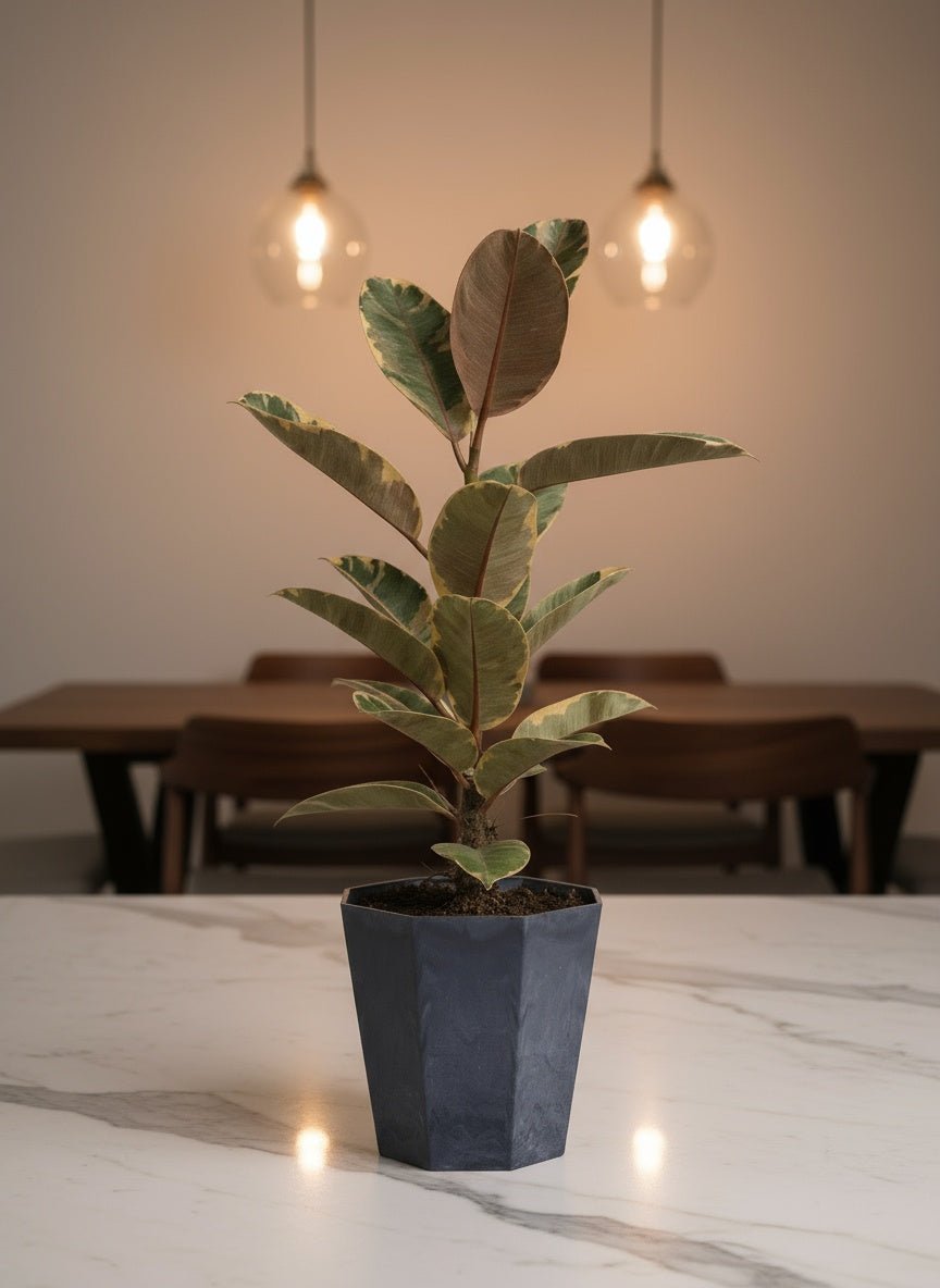 Ficus Elastica Ruby - Junior - Potted plant - JUST-FICU-GRW-2821 - Tumbleweed Plants - Online Plant Delivery Singapore