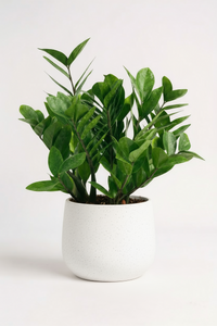ZZ Plant - Medium - Potted plant -  Tumbleweed Plants