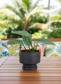 Silver Sword Plant (0.2m)