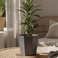 Cordyline 'Chocolate Queen'