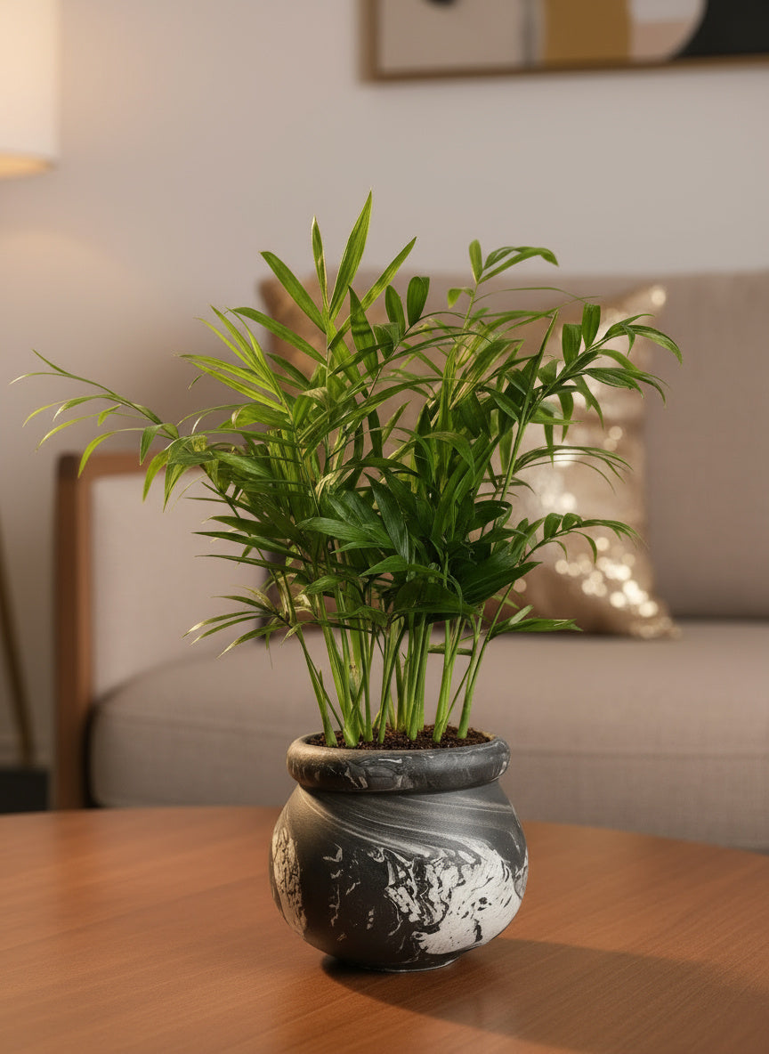 jawa palm plant Buy Best Java Palm (Raphis Excelsa) Plant