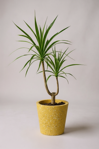 Dracaena Draco (single stem/head) - Potted plant -  Tumbleweed Plants