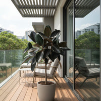 Ficus Elastica - Rubber Tree