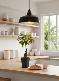 Money Tree Long Braided (Junior) - Potted plant -  Tumbleweed Plants