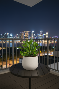 Autograph Plant - Potted plant -  Tumbleweed Plants