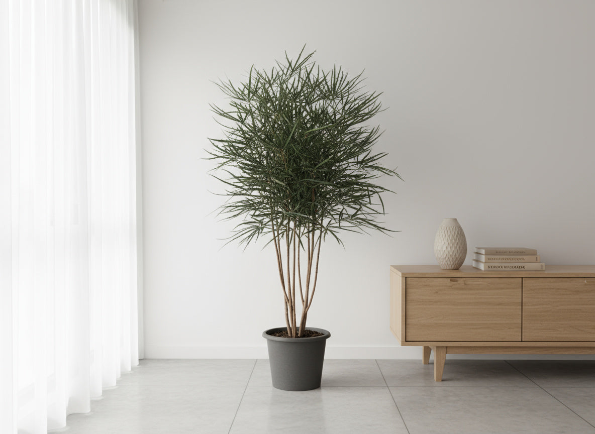 Schefflera Elegantissima (False Aralia)