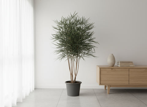 Schefflera Elegantissima (False Aralia)