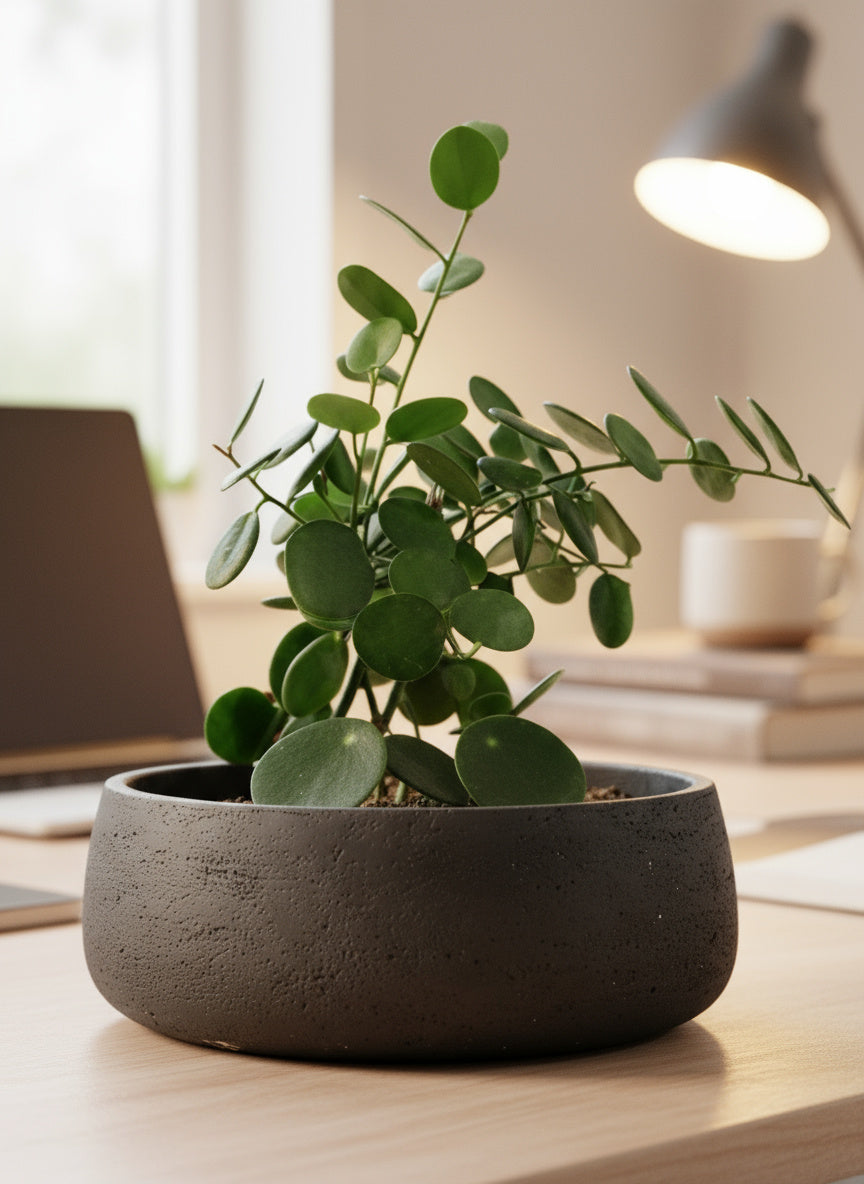 indoor dollar plant Silver Dollar Vine