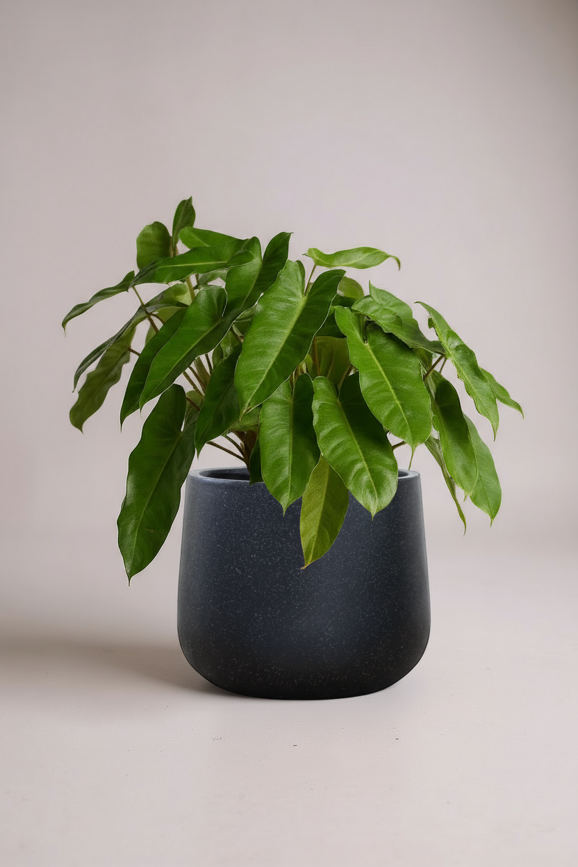 Philodendron Burle Marx - Potted plant -  Tumbleweed Plants