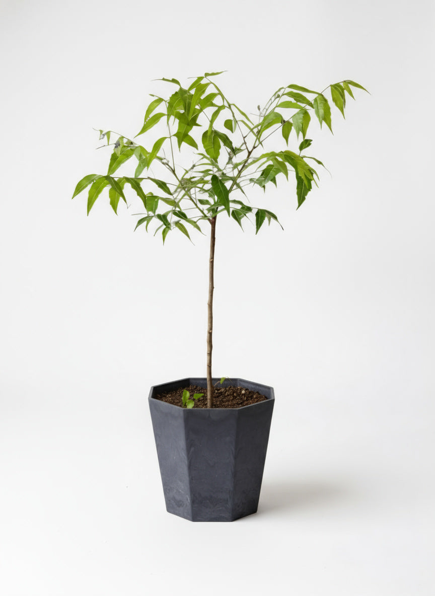 Neem Tree Plant - Potted plant -  Tumbleweed Plants